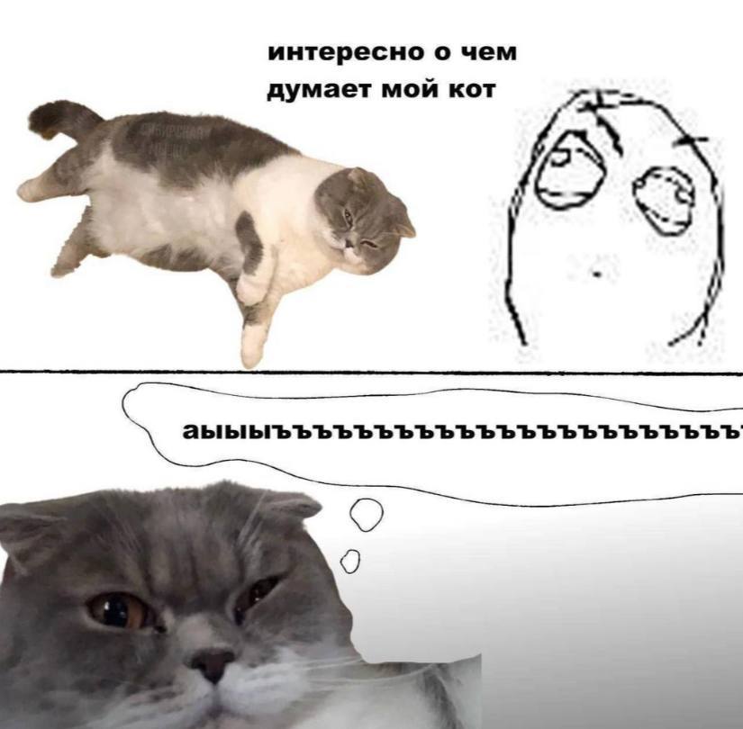 интересно о чем думает мой кот