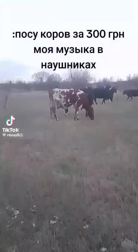 :посу коров за 300 грн моя музыка в наушниках