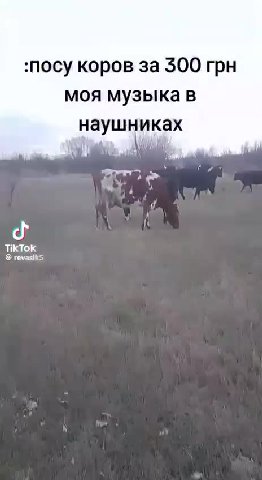 :посу коров за 300 грн моя музыка в наушниках