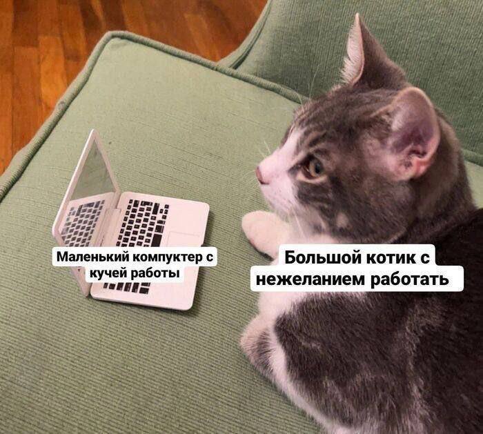 Маленький компуктер с Большой котик с кучей работы нежеланием работать
