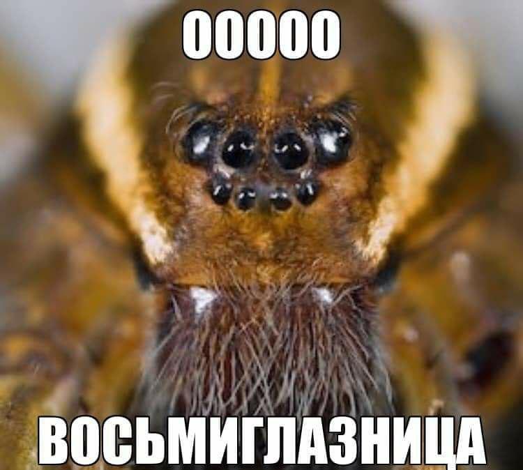 ВОСЬМИГЛАЗНИЦА