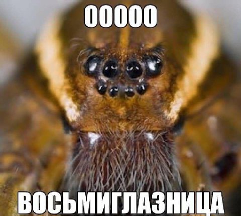 ВОСЬМИГЛАЗНИЦА