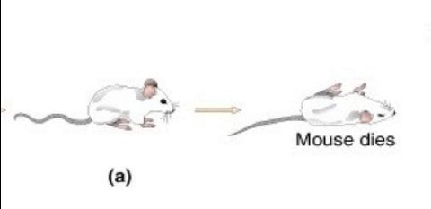 Mouse dies (a)