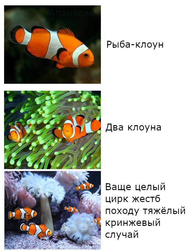 Рыба-клоун Два клоуна 91 Ваще целый РТУ цирк жестб 4 Походу тяжелыи кринжевыи случай