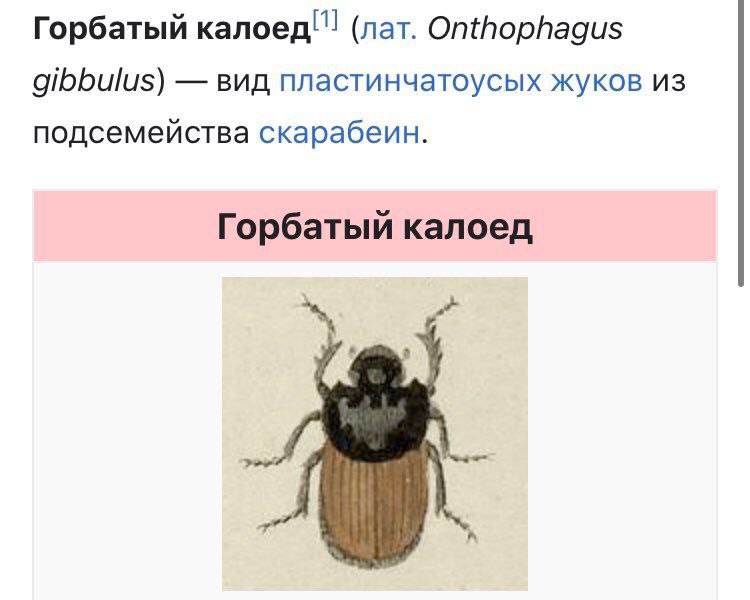 Горбатый калоед!! (nat. Onthophagus gibbulus) вид пластинчатоусых жуков из подсемейства скарабеин. Горбатый калоед