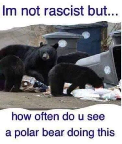 not rascist but... a “a how often и see a polar bear doing this
