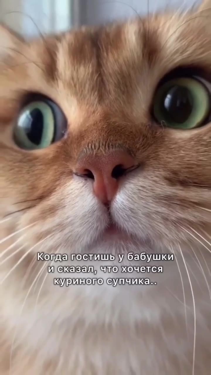 Когда У бабушки исказал что хочется Га куринопосупчика... и сказалачто хочется J (куриновосупчика... копдащосцишь у бабушки а куриного'супчика.- OCTULWb У бабушки \\ у КогдакостишьУбабушки сказал Ачто