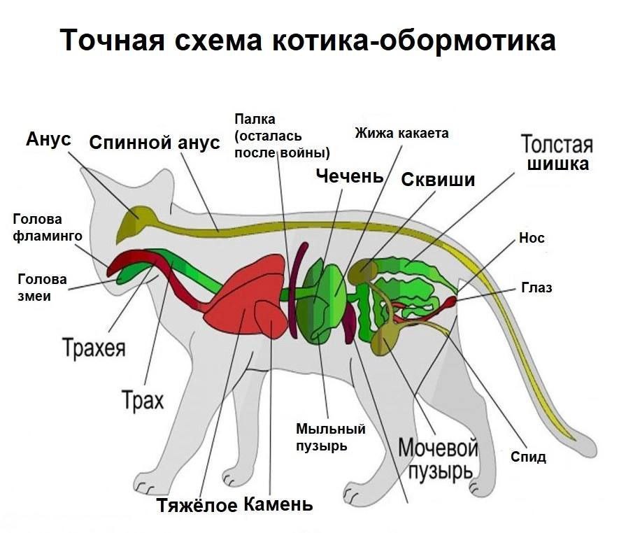 Точная схема котика-обормотика Палка (осталась Жижа какаета Анус Спинной анус Толстая шишка A Чечень/ Сквиши Голова фламинго Нос Голова змеи Глаз Трахея трах Мыльный A пузырь ОЧевой пузырь. Тяжёлое Ка