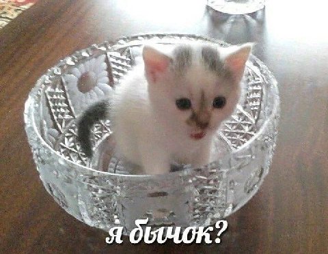 3$ a a я бычок: