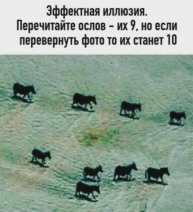 Эффектная иллюзия. Перечитайте ослов 9, но если перевернуть фото то станет 10