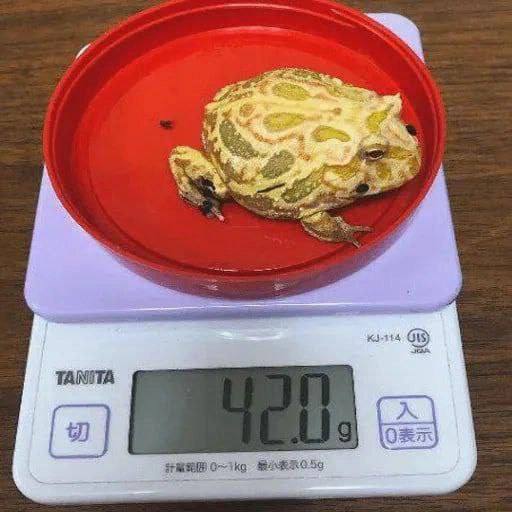 4 TANITA