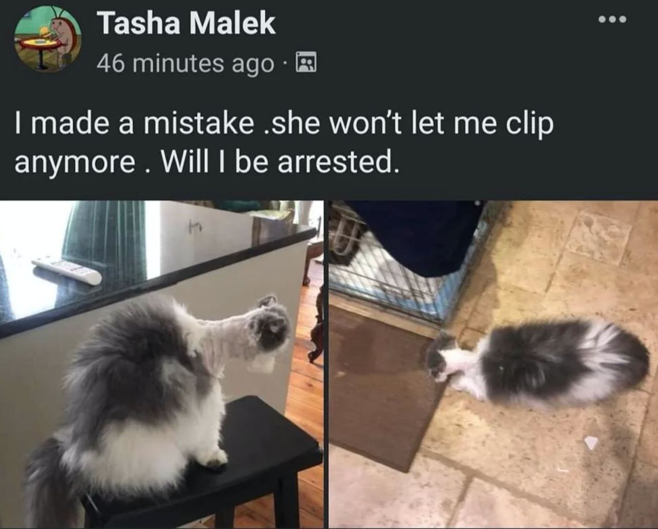 Tasha Malek 46 minutes ago made a mistake .she won't let me clip anymore Will be arrested. ill а у