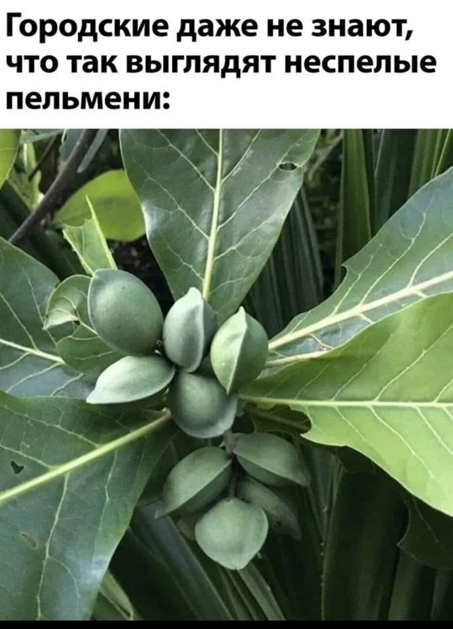 Городские даже не знают, что так выглядят неспелые пельмени: