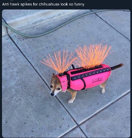 Anti hawk spikes for chihuahuas look so funny