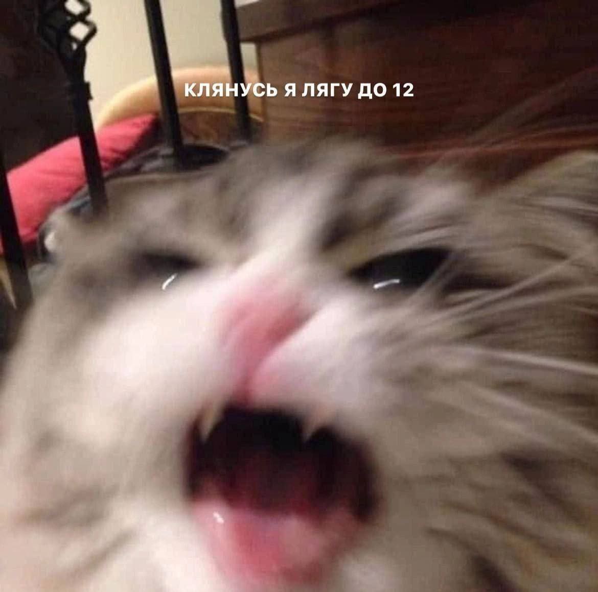 КЛЯНУСЬ Я ЛЯГУ ДО 12