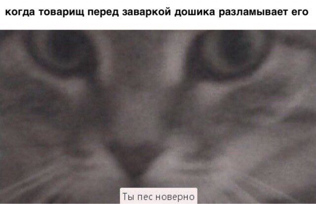 когда товарищ перед заваркой дошика разламывает его