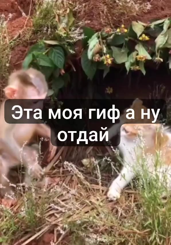 Эта моя гифану „Эта MOA 1 гиф ану