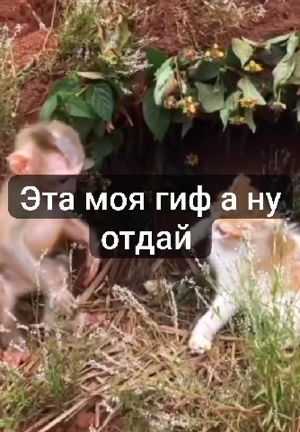 Эта моя гифану „Эта MOA 1 гиф ану