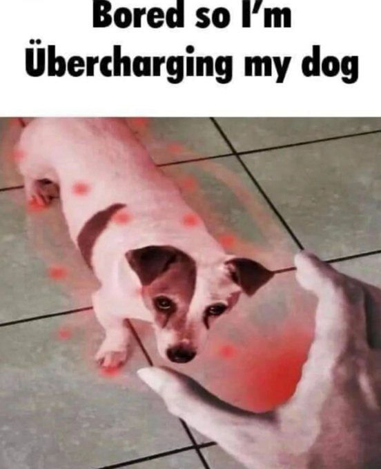 оге Ubercharging dog