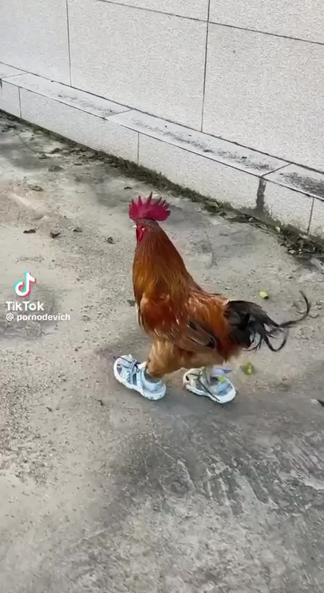 it TikTok pornodevich и