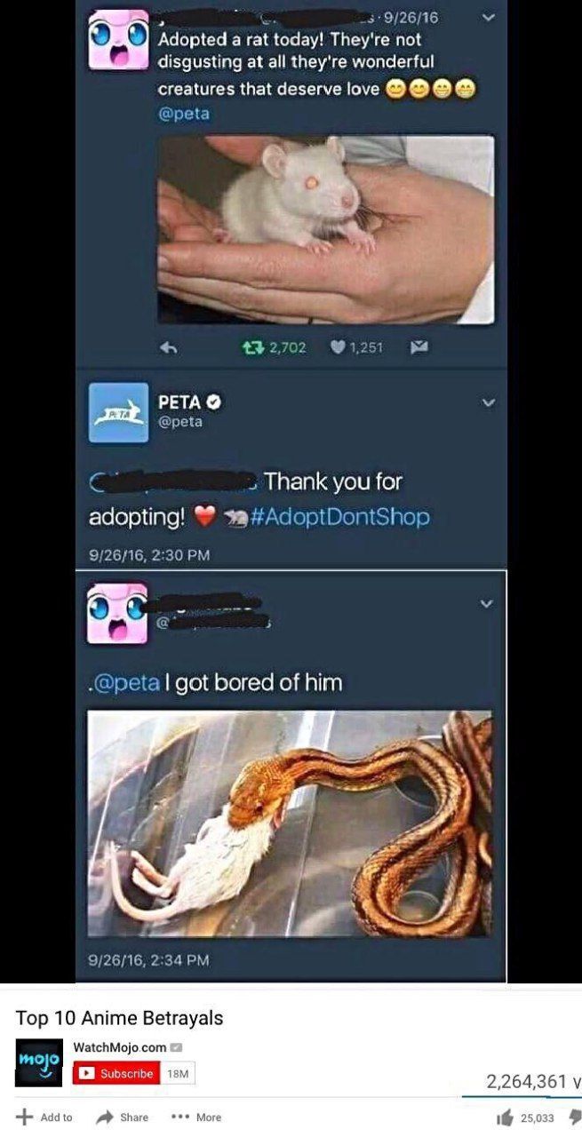“2 Adopted a rat today! They're not disgusting at all they're wonderful creatures that deserve love РЕТА Thank you for adopting! A got bored of him 4 Тор 10 Anime Betrayals WatchMojo.com 2,264,361 у e