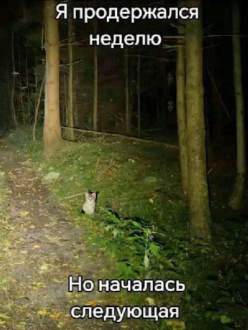 Я продержался неделю Но началась следующая