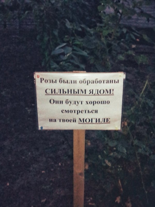 "Розы были обработаны сильным ядом! Они будут хорошо смотреться твоей МОГИЛЕ