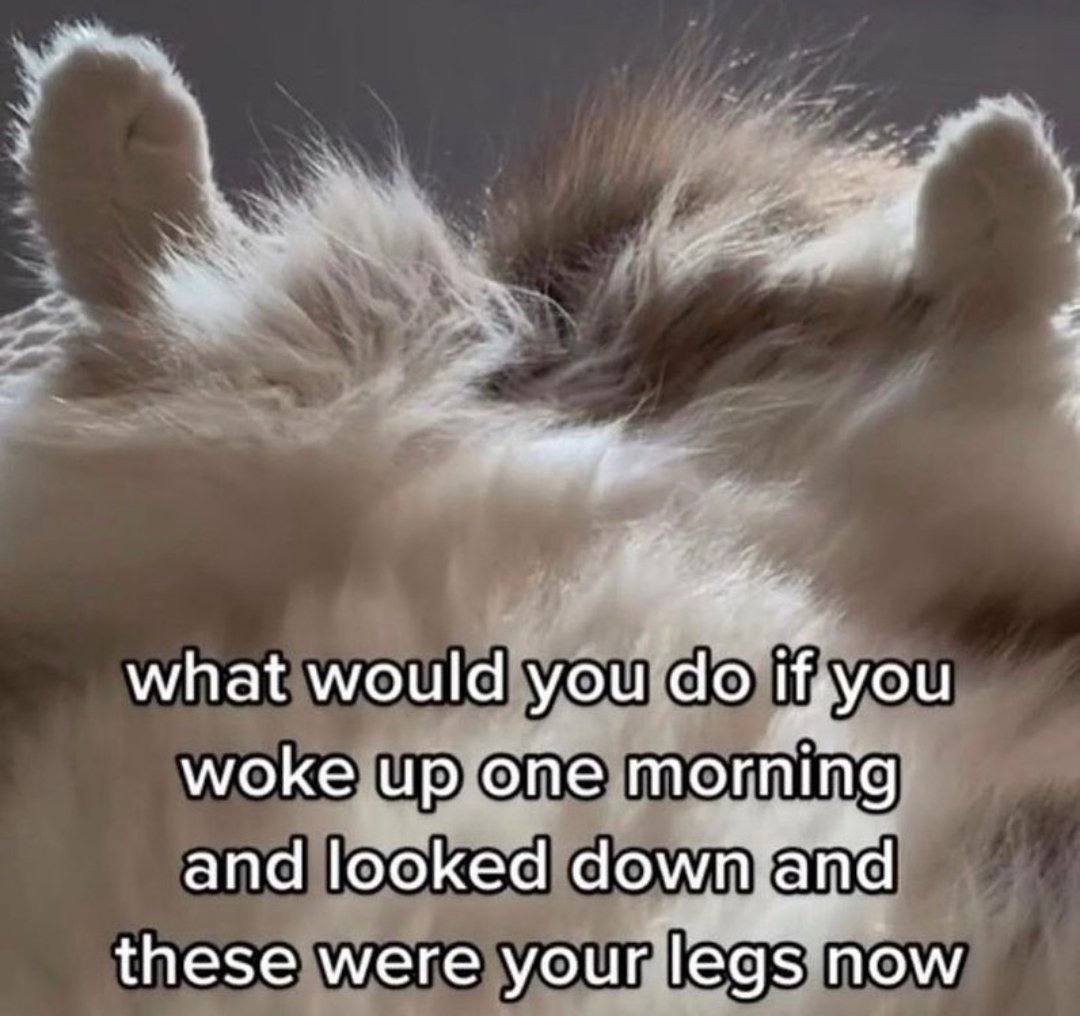 what would you woke up one morning and looked these were your legs now