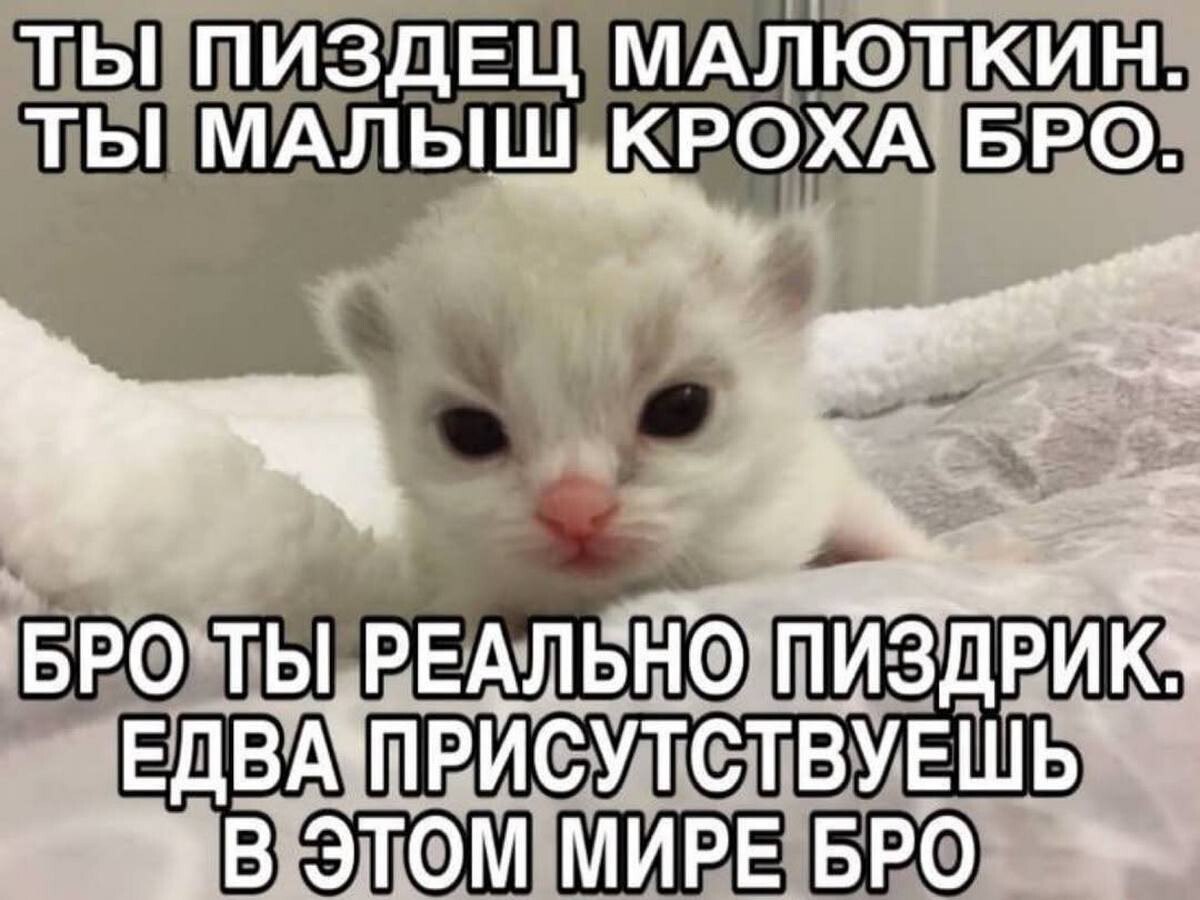 ТЫ ПИЗДЕЦ МАЛЮТКИН. ТЫ МАЛЬШ КРОХА БРО. БРО ТЫ РЕАЛЬНО ПИЗДРИК» В ЭТОМ МИРЕ БРО