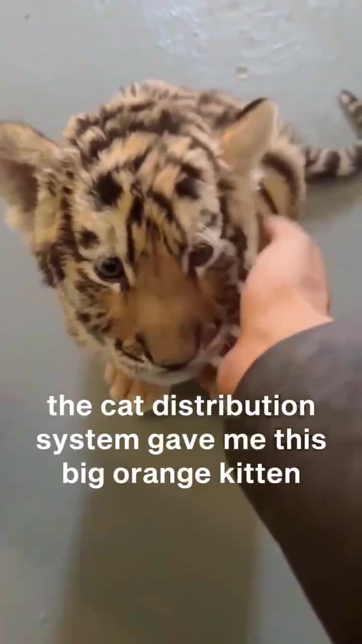 big orange kitten
