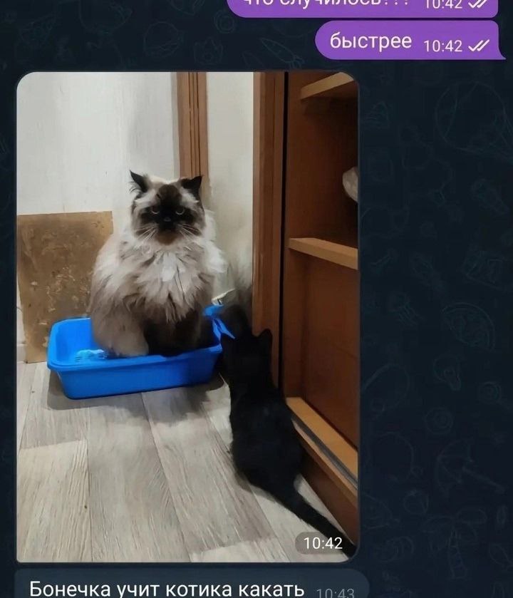 быстрее 10:42 4 10:42 Бонечка учит котика какать