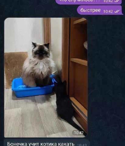 быстрее 10:42 4 10:42 Бонечка учит котика какать