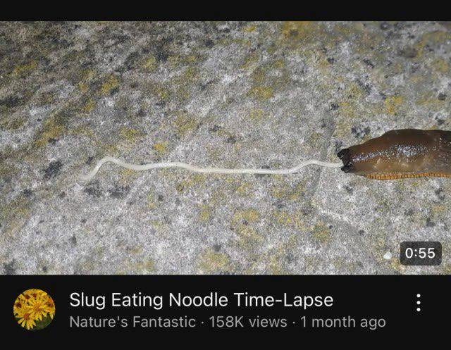 я 5 5; Slug Eating Noodle Time-Lapse Nature's Fantastic views 1 month ago