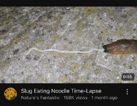 я 5 5; Slug Eating Noodle Time-Lapse Nature's Fantastic views 1 month ago