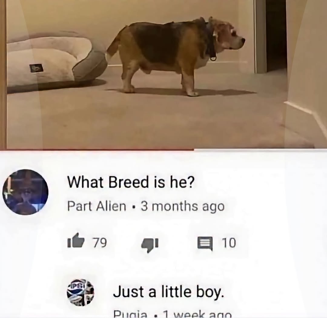 я What Breed is he? Part Alien 3 months ago 4 Just a little boy.