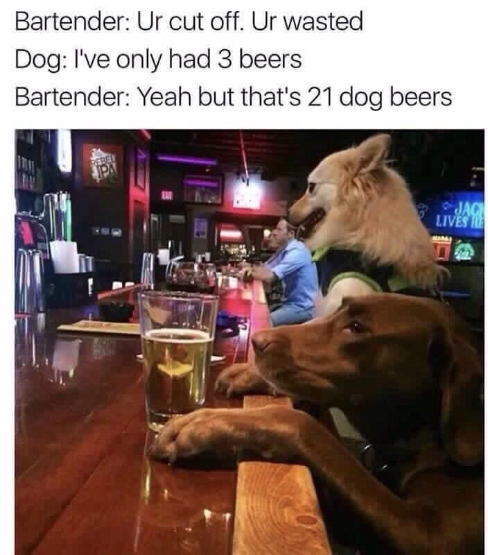 Bartender: cut off. wasted Dog: I've only had 3 beers Bartender: Yeah but that's 21 dog beers
