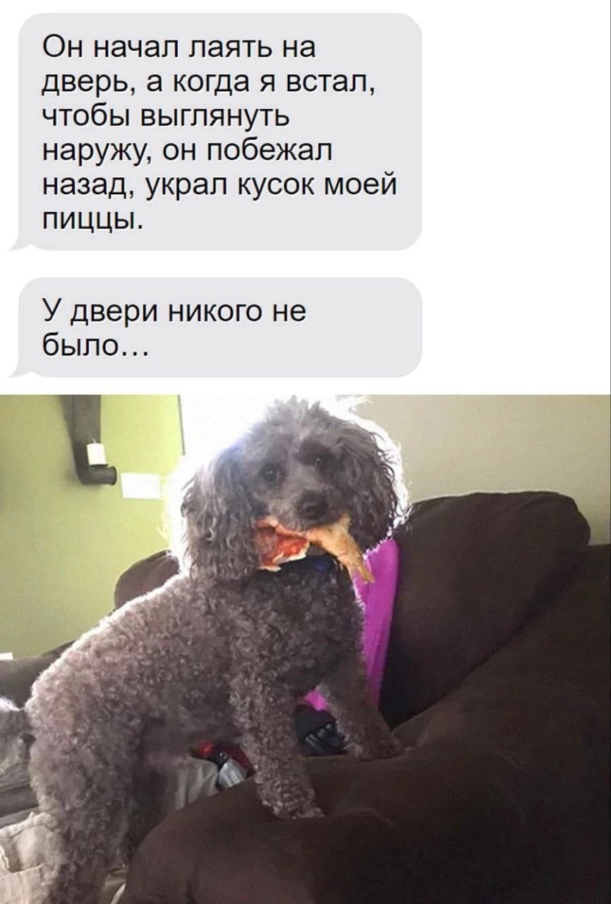 Он начал лаять на дверь, а когда я встал, чтобы выглянуть наружу, он побежал назад, украл кусок моей ПИЦЦЫ. У двери никого не было...