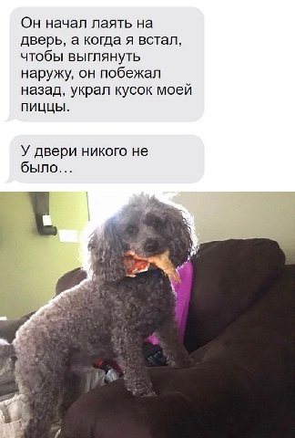Он начал лаять на дверь, а когда я встал, чтобы выглянуть наружу, он побежал назад, украл кусок моей ПИЦЦЫ. У двери никого не было...