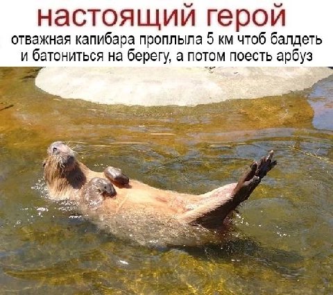 настоящии герои отважная капибара проплыла 5 чтоб балдеть и батониться на берегу, а потом поесть арбуз