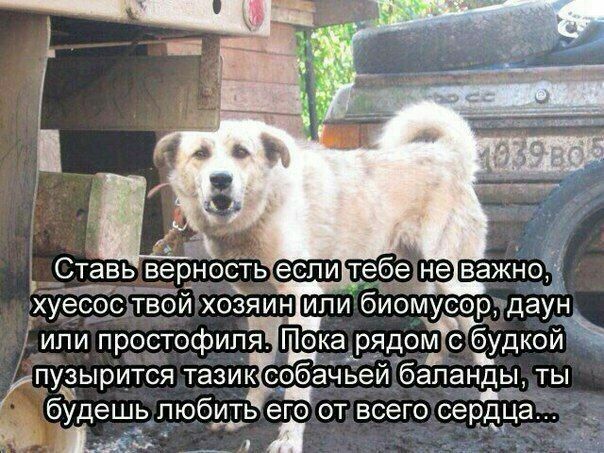 4 CTaBb верность еслитебе наважно, хуесос твой хозяин]или биомусор, даун или простофиля. Пока рядом с пузырится тазик: собачьей баланды, ТЫ будешь любить его от всего 1 A