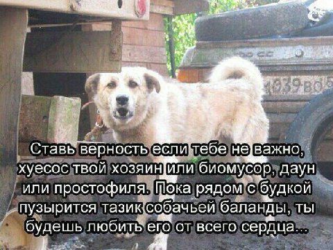 4 CTaBb верность еслитебе наважно, хуесос твой хозяин]или биомусор, даун или простофиля. Пока рядом с пузырится тазик: собачьей баланды, ТЫ будешь любить его от всего 1 A