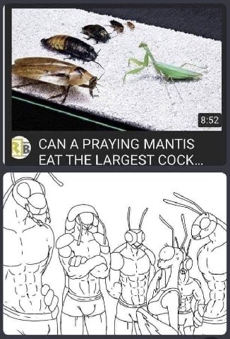CAN A PRAYING MANTIS EAT THE LARGEST (А PAY