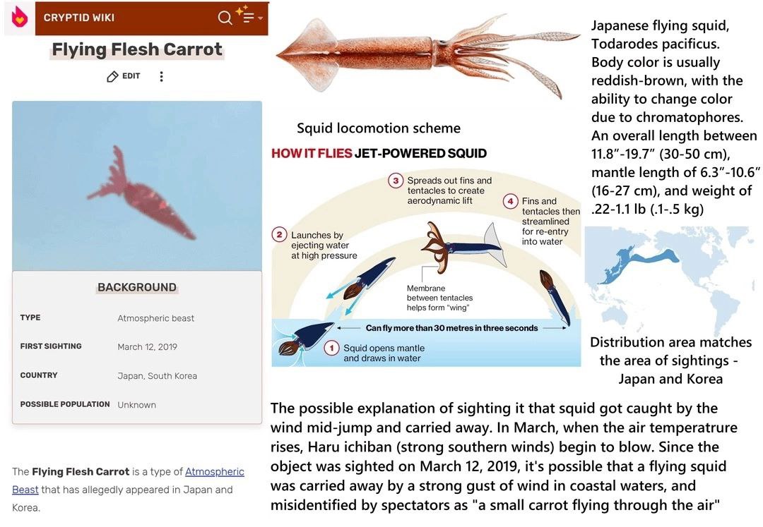 CRYPTID WIKI ying Flying Flesh Carrot Todarodes pacificus. Body color is usually reddish-brown, with the ability to change color Squid due to chromatophores. An overall length between HOW IT FLIES JET