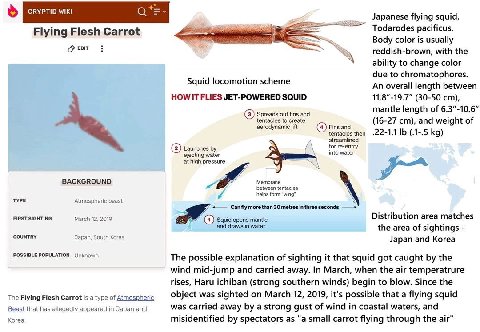 CRYPTID WIKI ying Flying Flesh Carrot Todarodes pacificus. Body color is usually reddish-brown, with the ability to change color Squid due to chromatophores. An overall length between HOW IT FLIES JET