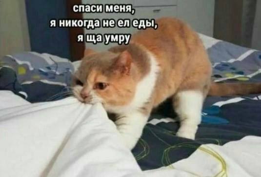 спаси меня, я никогда не еды, я умру