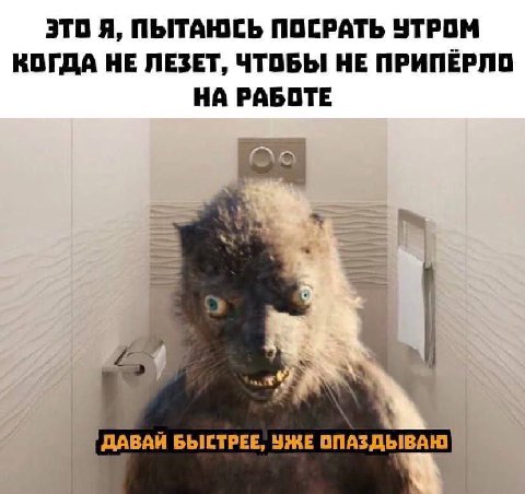 ЭТО Я, ПЫТАЮСЬ ПОСРАТЬ УТРОМ КОГДА НЕ ЛЕЗЕТ, ЧТОБЫ НЕ ПРИПЁРЛО НА РАБОТЕ 4 4 ДАВАЙ БЫСТРЕЕ, УЖЕ ОПАЗДЫВАЮ