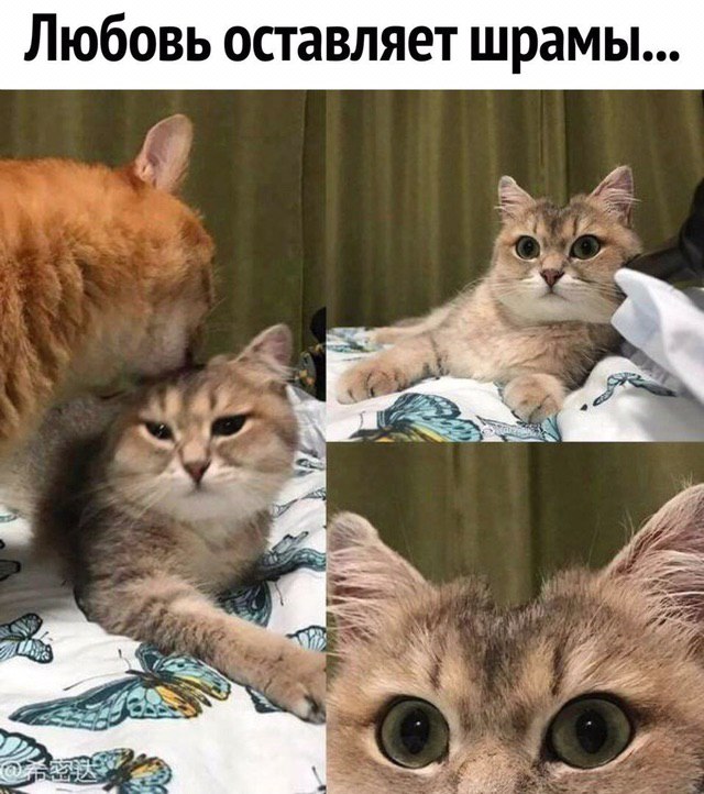Любовь оставляет шрамы... 4 5