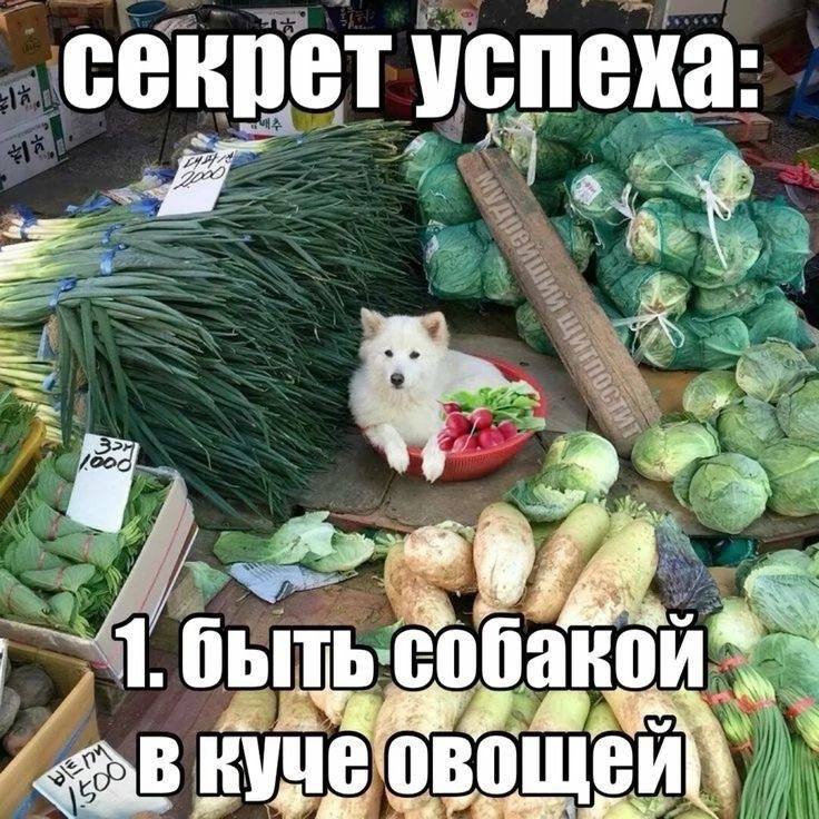 секрет успеха: быть собакой 4 Я