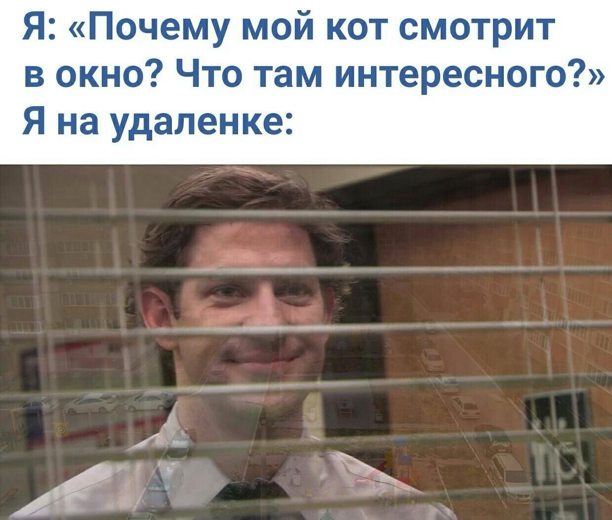 Я: «Почему мой кот смотрит в окно? Что там интересного?» Я на удаленке: