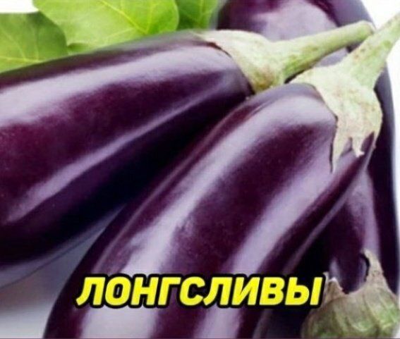 ЛОНГСЛИВЫ
